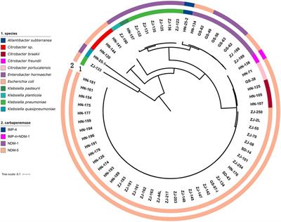 Fecal carriage and genetic characteristics of carbapenem-resistant enterobacterales among adults from four provinces of China